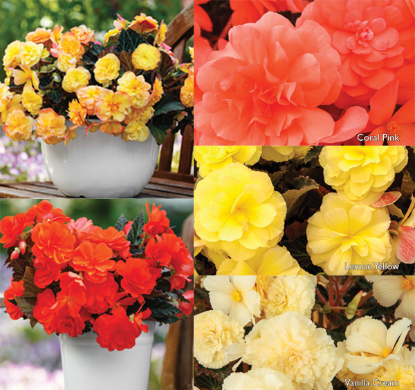 Plantpeddler Trial Pack: iCANDY™ Begonia Series - Plant Material